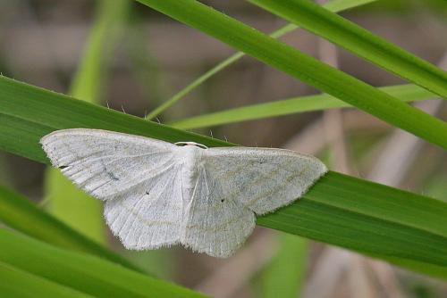 Scopula subpunctaria